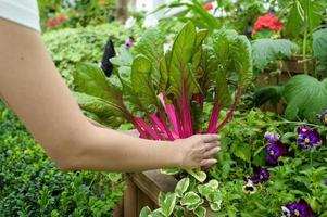 proche en haut Jeune jardinier femme mains en portant betterave racine dans sa ferme photo