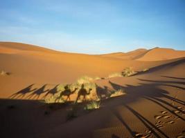 ombres de une chameau caravane dans le désert photo