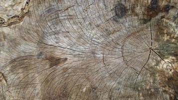 le bois texture de Couper arbre tronc ou bois enregistrer. photo