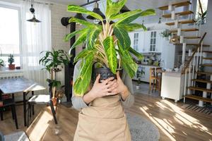 une content femme dans une vert maison avec une mis en pot plante dans sa mains sourires, prend se soucier de une fleur. le intérieur de une confortable respectueux de la nature loger, une cheminée poêle, une loisir pour croissance et reproduction plante d'intérieur photo