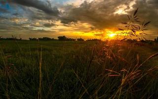 herbe à crépuscule. lumière du soleil par herbe. spectaculaire le coucher du soleil Contexte photo