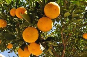 Orange fruit sur Orange arbre, Frais hiver fruit photo