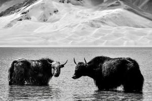 alpin yaks en buvant l'eau dans le baisha Lac de bulunkou réservoir dans du sud Xinjiang photo