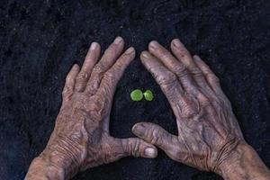 femme Sénior mains spectacle magnifique peu vert arbre les plantes ou Jeune les plantes en train de préparer pour plantation dans abondance sol pour agriculture. se soucier de environnement. écologie concept photo