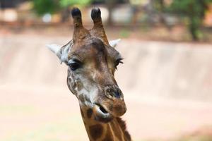 girafe en mangeant feuilles - proche en haut de une girafe dans de face et marrant sur la nature vert arbre Contexte dans le nationale parc photo