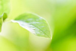 Naturel vert feuille sur flou lumière du soleil Contexte dans jardin écologie Frais feuilles arbre photo