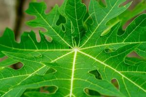 Frais vert manioc feuilles dans le jardin. photo