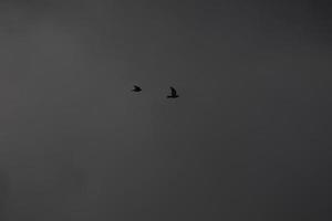 en volant des oiseaux sur une orageux temps et foncé des nuages photo