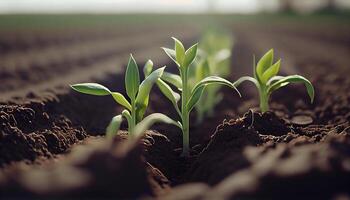 génératif ai, Jeune plante croissance dans lumière du soleil de le sol, macro photoréaliste illustration, agricole légume. la nature biologique en bonne santé ferme nourriture concept, horizontal bannière. photo