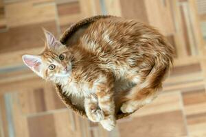 chaton maine coon rouge. race de chat mignonne, la plus grande et la plus belle. fond blanc photo