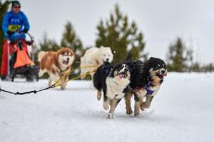 course de chiens de traîneau husky photo