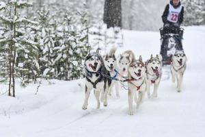 course de chiens de traîneau husky sibérien photo