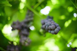 grappe de raisin rouge sur le vignoble. table de raisin rouge avec des feuilles de vigne vertes. récolte d'automne de raisins pour faire du vin, de la confiture et du jus. journée de septembre ensoleillée. photo