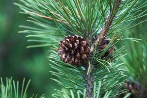 nain Montagne pin branche avec cônes - pinus Mugo turra photo