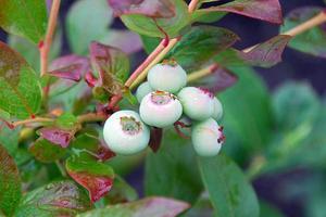 vert myrtille vaccinium corymbosum sur buisson, fermer photo