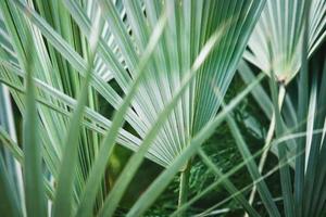 vert paume feuilles dans botanique jardin photo