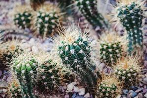cactus croissance sur rocheux sol dans une botanique jardin serre photo