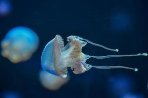 Marin la vie dans le aquarium photo