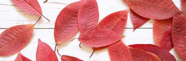 Plusieurs feuilles mortes d'automne rouge sur un fond de planche de bois clair