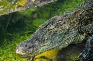 alligator à le zoo photo