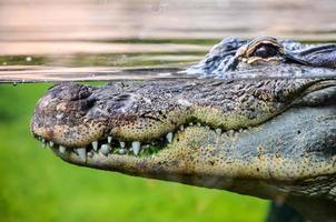 alligator à le zoo photo