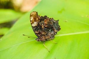 papillon sur feuille photo