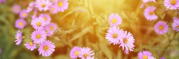 Fleurs d'automne aster novi-belgii vibrant de couleur violet clair photo