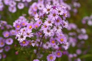 Fleurs d'automne aster novi-belgii vibrant de couleur violet clair photo