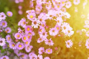 Fleurs d'automne aster novi-belgii vibrant de couleur violet clair photo