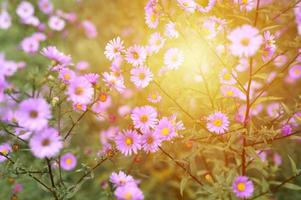 Fleurs d'automne aster novi-belgii vibrant de couleur violet clair photo