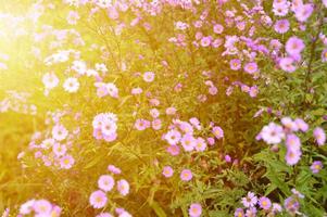 Fleurs d'automne aster novi-belgii vibrant de couleur violet clair photo