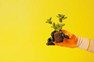 une main dans une gant détient une plante avec les racines sur une Jaune Contexte. plantation maison les plantes et semis concept photo