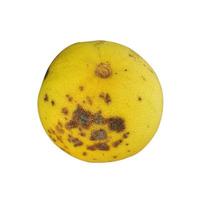 pourri jaune citron couenne de le fruit avec fongique et bactérien maladies, plus mûr citrons ou citrons verts sur blanc Contexte photo