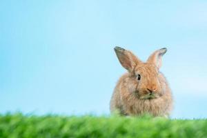 velu et duveteux mignonne noir lapin est permanent sur deux jambes sur vert herbe et bleu Contexte et nettoyage le de face jambes. concept de rongeur animal de compagnie et Pâques. photo