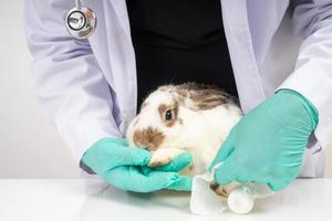 vétérinaires en utilisant une bandage emballage autour le duveteux lapin cassé jambe à trépointe le jambe. concept de animal soins de santé avec une professionnel dans un animal hôpital photo