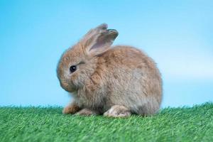 velu et duveteux mignonne noir lapin est séance sur vert herbe et bleu Contexte. concept de rongeur animal de compagnie et Pâques. photo