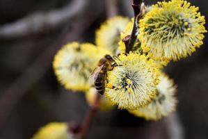 gros plan d'une abeille sur une fleur de saule photo