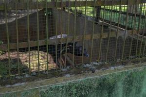 corbeau perche dans le mur cage sur le mini zoo. le corbeau est à la recherche pour alimentation. le photo est adapté à utilisation pour la nature animal arrière-plan, zoo affiche et publicité.