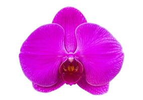 fleur d'orchidée phalaenopsis violet isolé sur blanc avec un tracé de détourage photo