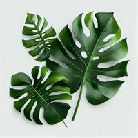 feuilles de tropical à feuilles persistantes monstera plante sur lumière Contexte - ai généré image photo