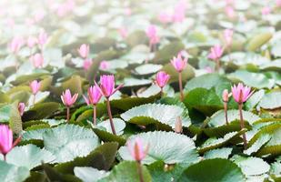 belle fleur de lotus rose en fleurs photo