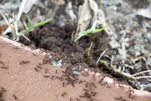 fourmis sur le sol. fourmis sur le sol. fourmis prendre se soucier de leur nid. photo