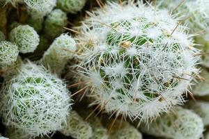 Haut vue fermer rond magnifique vert cactus avec blanc aiguilles photo