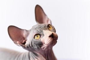 portrait de canadien sphynx minou avec amical Regardez de brillant Jaune yeux contre blanc Contexte photo