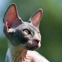 portrait de Jeune bleu et blanc sphynx chat avec Jaune yeux et grand oreilles cette spectacle par dans Soleil photo