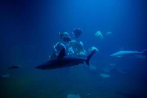 shart et autres poissons de mer dans l'aquarium, la vie marine photo