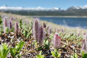 salix arctique ou Arctique saule sur ensoleillé journée photo