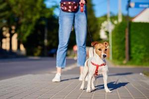 chien des promenades à été ville rue photo