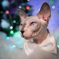 fermer de sphynx chat avec arc attacher autour cou contre Contexte de Noël lumières décorations photo