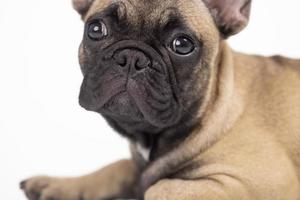 mignonne animal de compagnie français bouledogue chiot contre une blanc Contexte photo